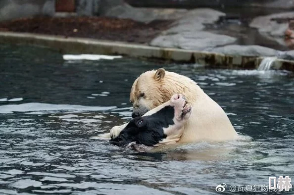 被游客咬出乳汁水，动物园回应称将加强管理措施以保护动物和游客安全