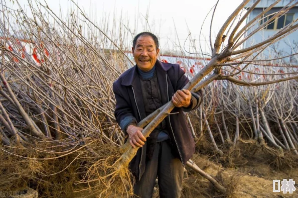 边缘世界生存指南：初始粮食作物选择——玉米、土豆还是水稻，哪个更适合你的基地发展？