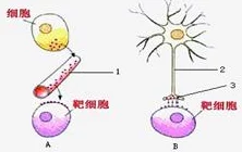 Ras6s54xfg：最新研究揭示其在细胞信号传导中的重要作用与潜在应用前景